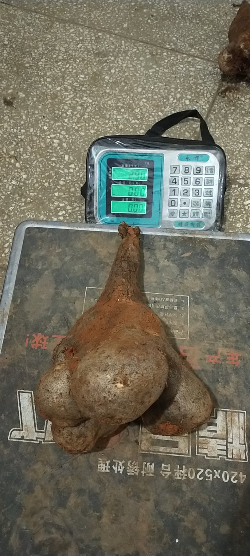 产地直销文山金秤驼山药