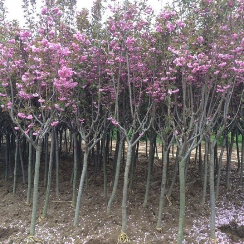 正宗日本樱花树苗樱花小苗南北方庭院地栽盆栽花树园林植物风