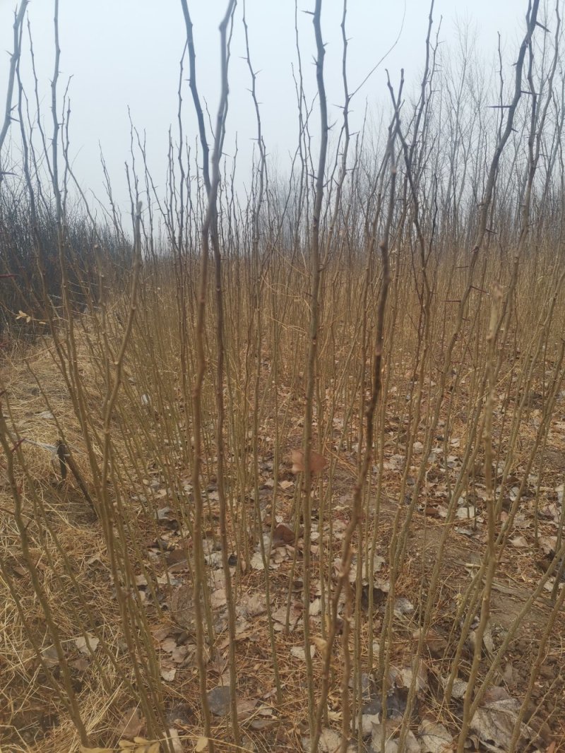 皂角皂角树苗高150厘米以上皂角树皂角品种苗