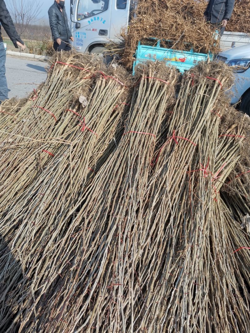 皂角皂角树苗高150厘米以上皂角树皂角品种苗