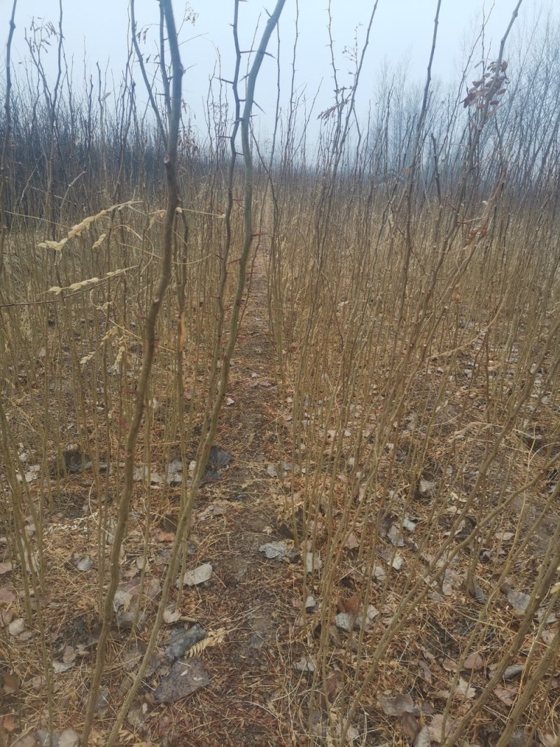 皂角皂角树苗高150厘米以上皂角树皂角品种苗