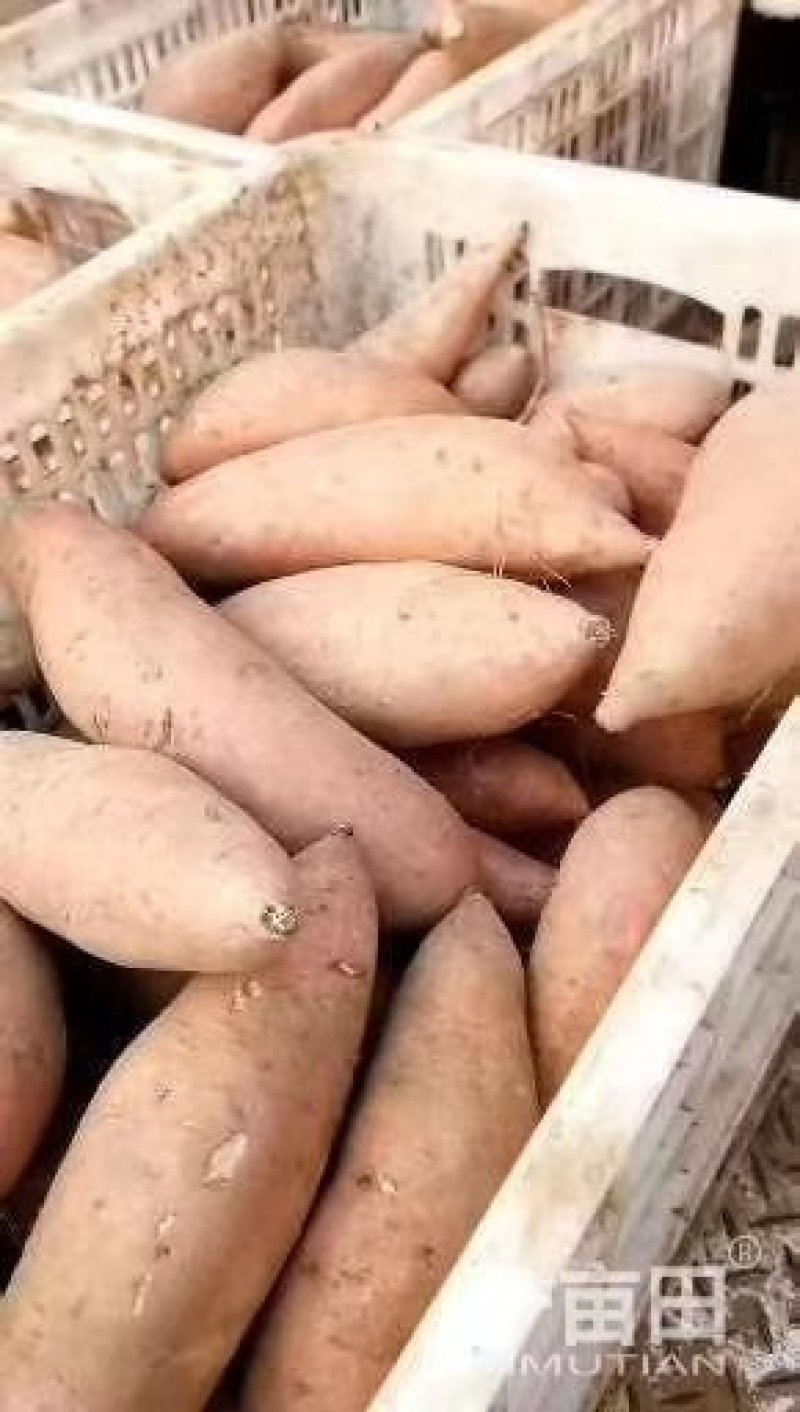 饶阳龙薯九专业代办诚信经营大量有货产地直发
