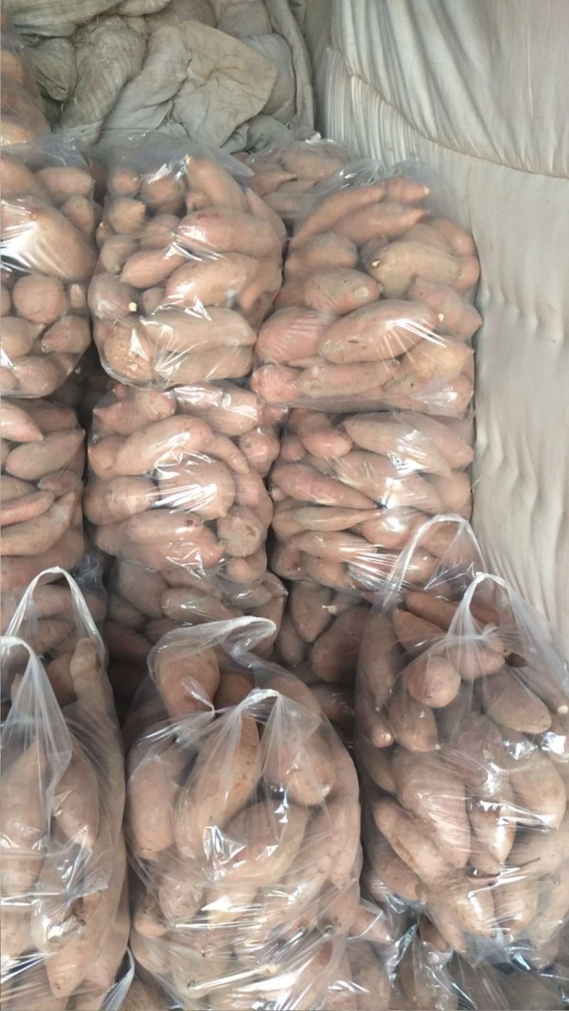 饶阳龙薯九专业代办诚信经营大量有货产地直发