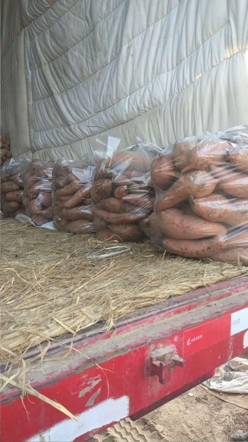 饶阳龙薯九专业代办诚信经营大量有货产地直发