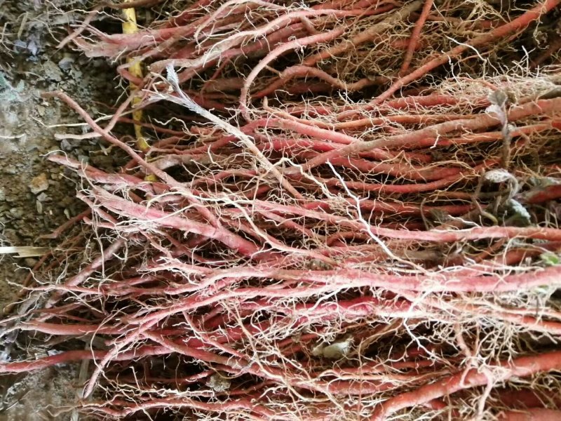 丹参苗基地苗质量好，价格优，指导种植，提供技术，回收产品