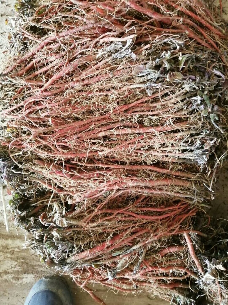 丹参苗基地苗质量好，价格优，指导种植，提供技术，回收产品