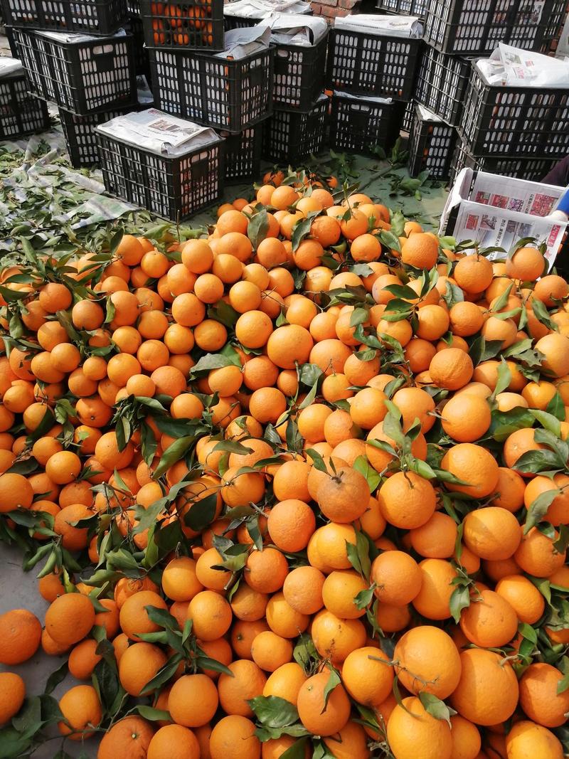 青见果冻橙大量上市了，口感好，个头大，瀑汁得不摆了。