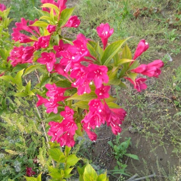 绿化苗