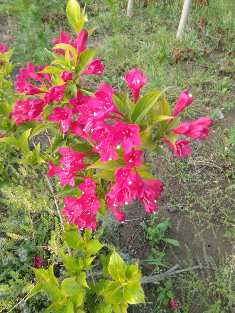 绿化苗