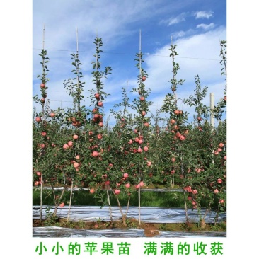 红富士苹果树苗，矮化嫁接苹果树苗！包邮到家！