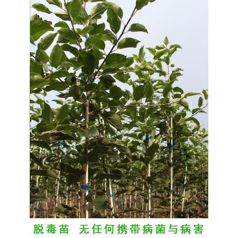 红富士苹果树苗，矮化嫁接苹果树苗！包邮到家！