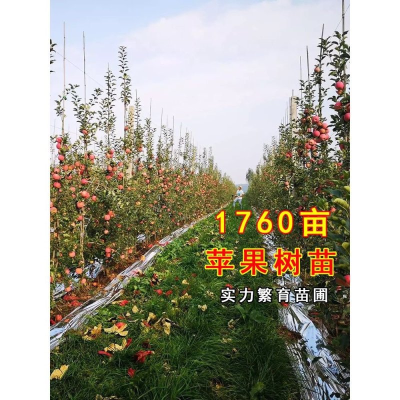 红富士苹果树苗，矮化嫁接苹果树苗！包邮到家！