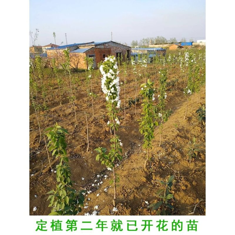 红富士苹果树苗，矮化嫁接苹果树苗！包邮到家！