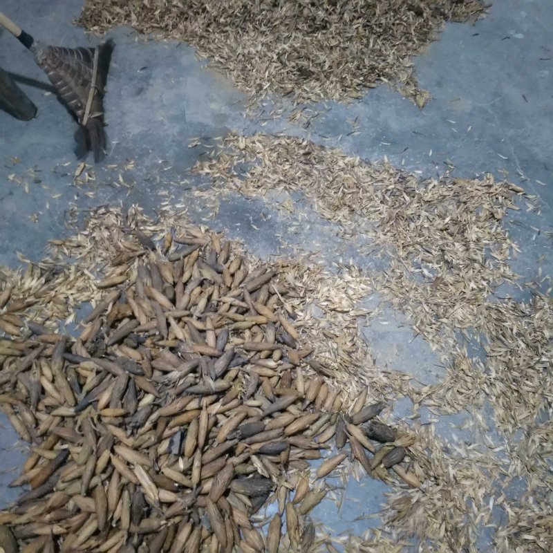 马褂木种子，九江马褂木种子