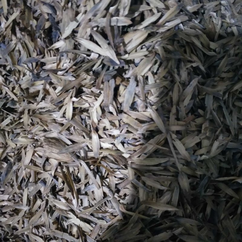 马褂木种子，九江马褂木种子