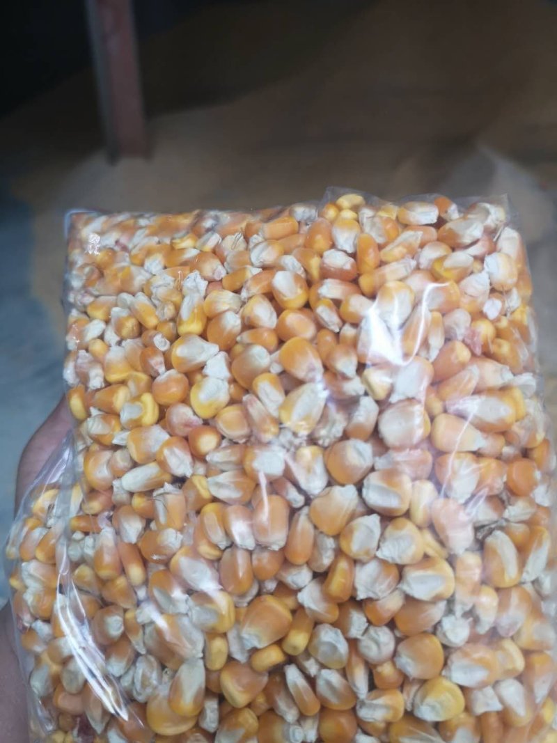 养殖玉米正常价格