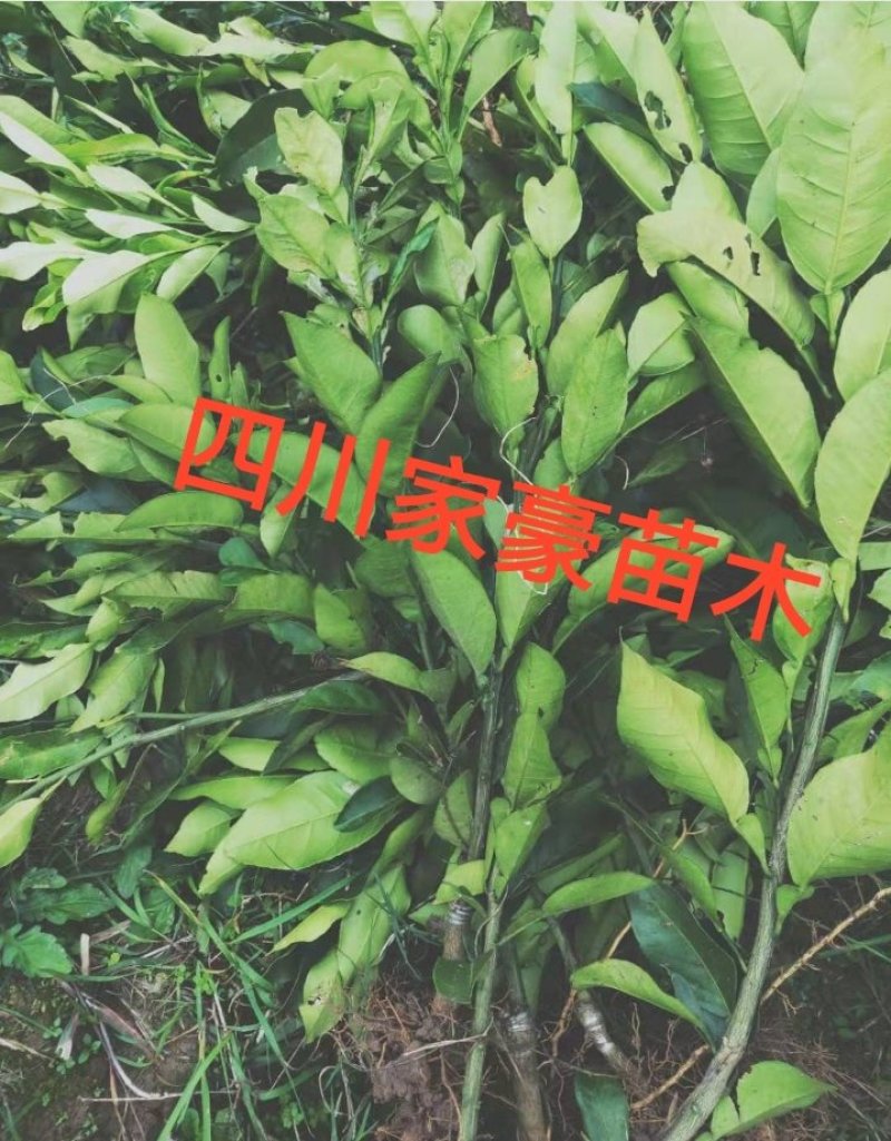 自家基地嫁接培育耙耙柑嫁接苗保证品种品质现挖现发保证