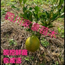 自家基地嫁接培育耙耙柑嫁接苗保证品种品质现挖现发保证