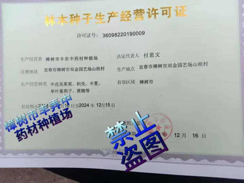 吴茱萸苗扦插苗大量出售正宗江西