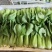 上海青小油菜现采现发视频看货常年代收代办
