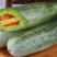 羊角蜜，锦玉羊角蜜，白条羊角蜜