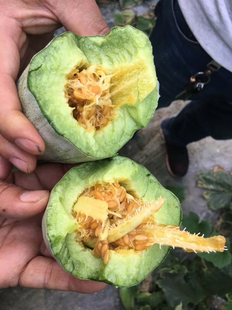 羊角蜜，锦玉羊角蜜，白条羊角蜜