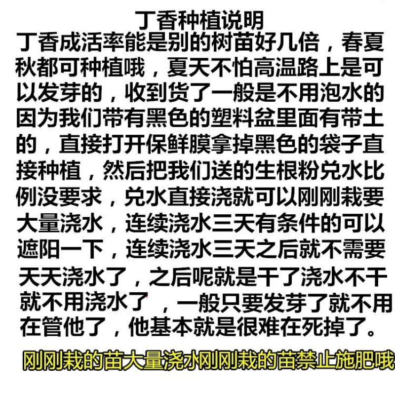 丁香花树苗紫丁香花苗四季盆栽地栽南北方耐寒庭院藤植物阳台