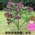 丁香花树苗紫丁香花苗四季盆栽地栽南北方耐寒庭院藤植物阳台