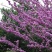 丁香花树苗紫丁香花苗四季盆栽地栽南北方耐寒庭院藤植物阳台