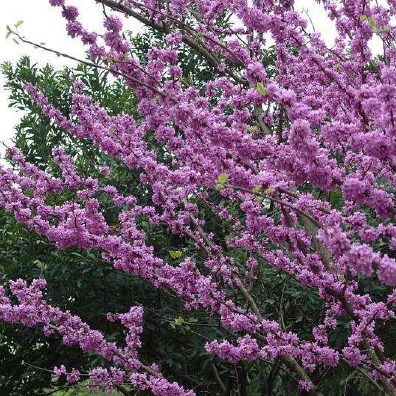 丁香花树苗紫丁香花苗四季盆栽地栽南北方耐寒庭院藤植物阳台