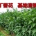 丁香花树苗紫丁香花苗四季盆栽地栽南北方耐寒庭院藤植物阳台