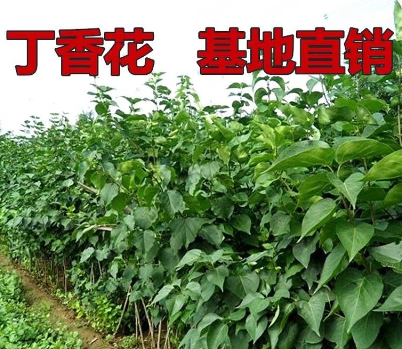 丁香花树苗紫丁香花苗四季盆栽地栽南北方耐寒庭院藤植物阳台