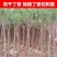 丁香花树苗紫丁香花苗四季盆栽地栽南北方耐寒庭院藤植物阳台