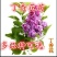 丁香花树苗紫丁香花苗四季盆栽地栽南北方耐寒庭院藤植物阳台