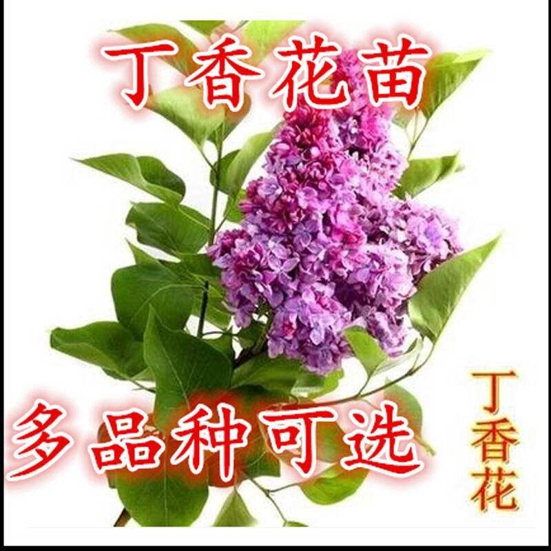 丁香花树苗紫丁香花苗四季盆栽地栽南北方耐寒庭院藤植物阳台