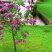 丁香花树苗紫丁香花苗四季盆栽地栽南北方耐寒庭院藤植物阳台