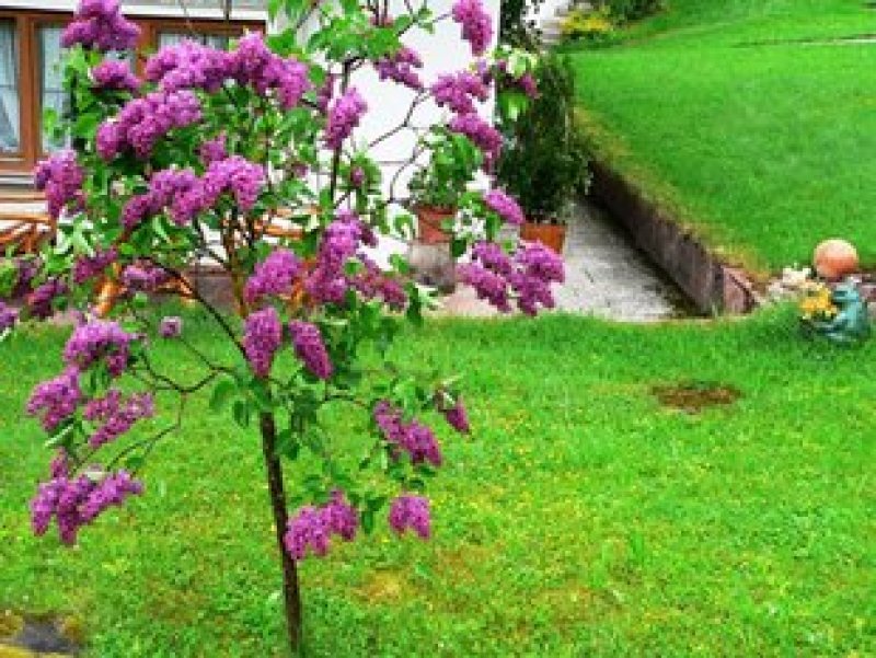 丁香花树苗紫丁香花苗四季盆栽地栽南北方耐寒庭院藤植物阳台