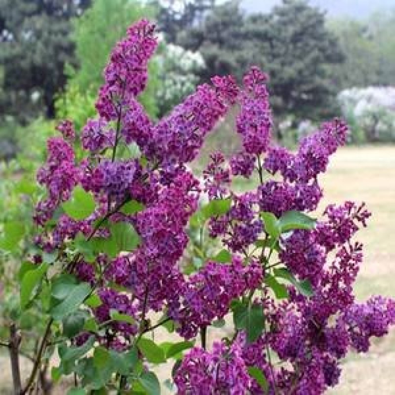 丁香花树苗紫丁香花苗四季盆栽地栽南北方耐寒庭院藤植物阳台