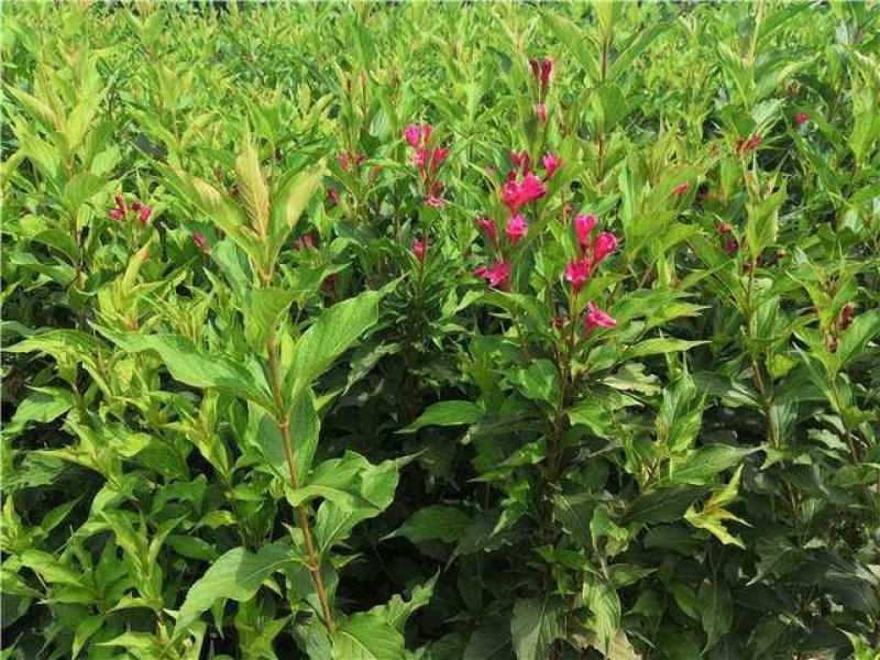 丁香花树苗紫丁香花苗四季盆栽地栽南北方耐寒庭院藤植物阳台