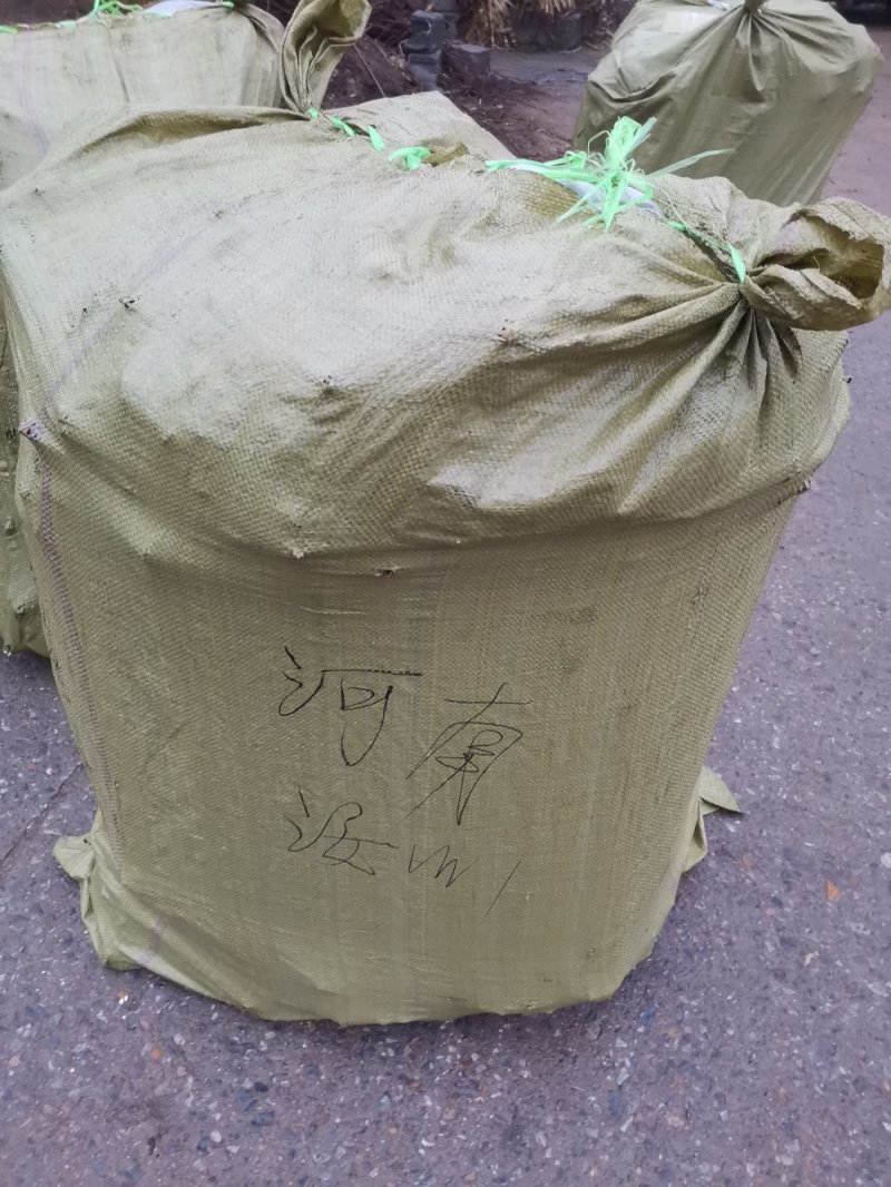 火炬苗火炬树火炬小苗火炬火炬树苗