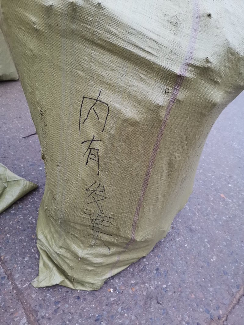 火炬苗火炬树火炬小苗火炬火炬树苗