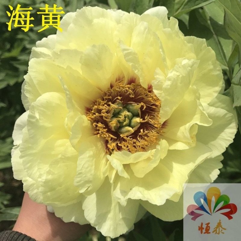 牡丹苗菏泽牡丹花苗观赏大花单瓣花卉绿植物盆种植(混色)