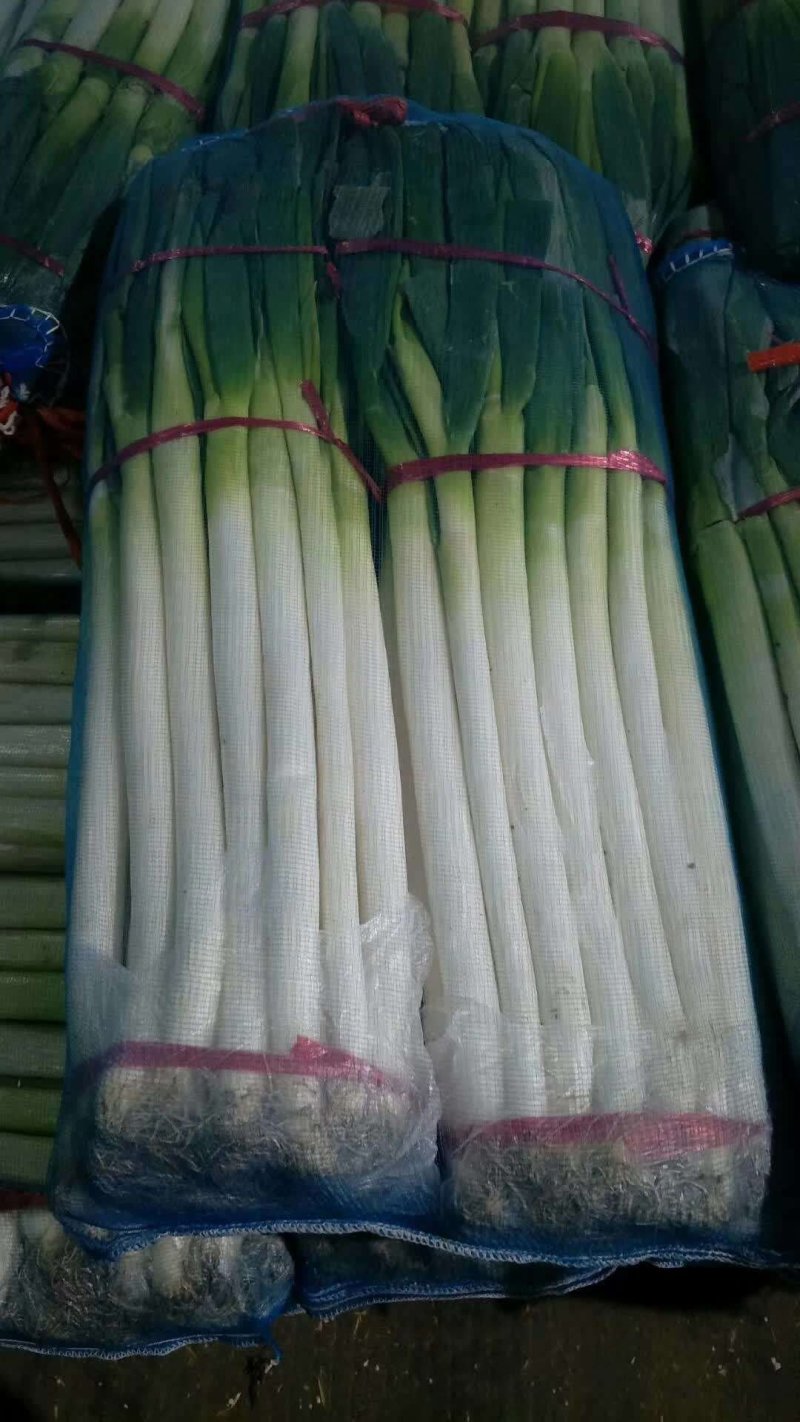 优质铁杆大葱，代发毛葱，通货，加工厂，净葱全国发货(包售后)
