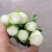 甜心菜苔