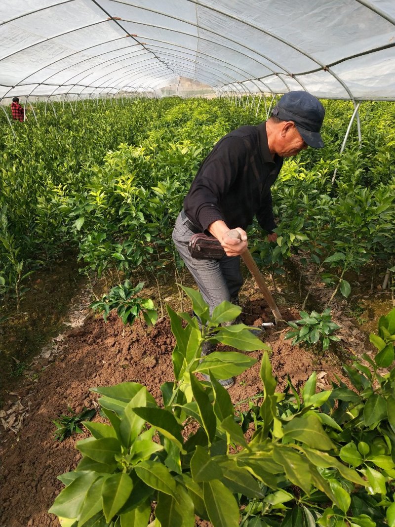 正宗浙江宁海由良蜜桔苗粗壮根系发达检疫证苗圃直供量大价