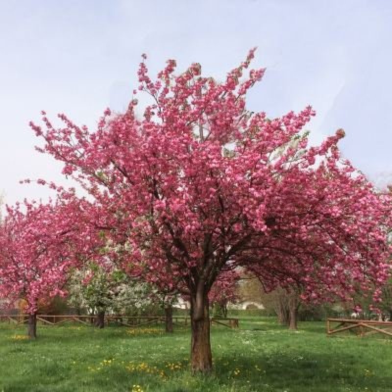 樱花苗樱花树苗日本樱花树苗嫁接早樱晚樱樱花小苗绿化苗当年