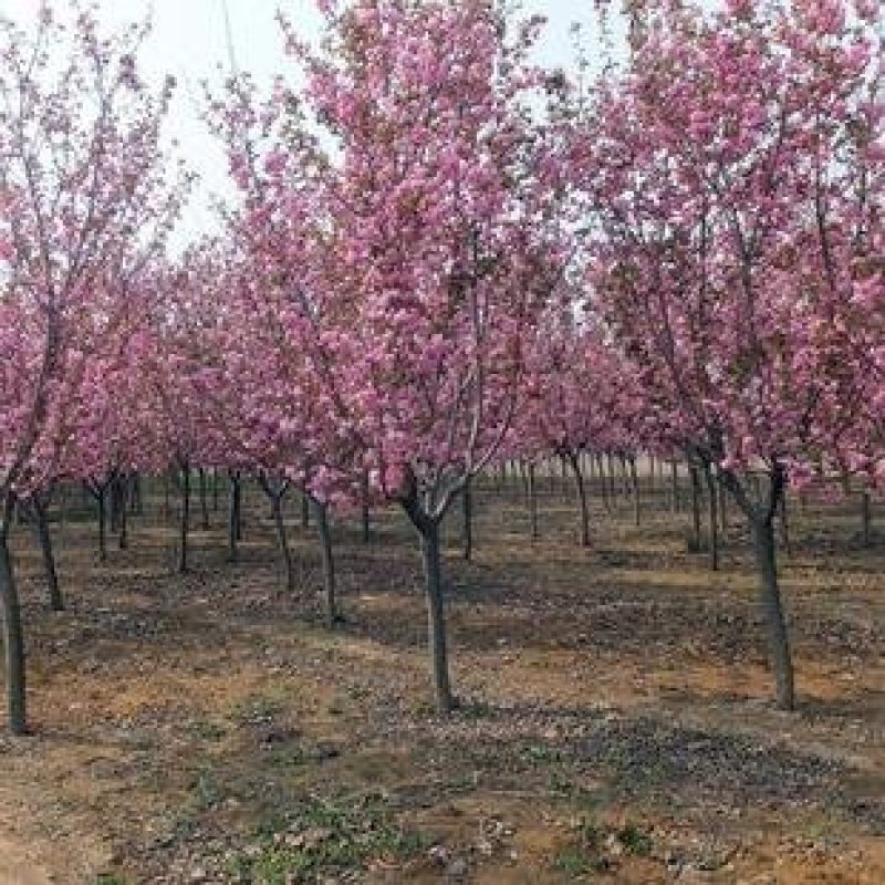 樱花苗樱花树苗日本樱花树苗嫁接早樱晚樱樱花小苗绿化苗当年