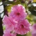 樱花苗樱花树苗日本樱花树苗嫁接早樱晚樱樱花小苗绿化苗当年