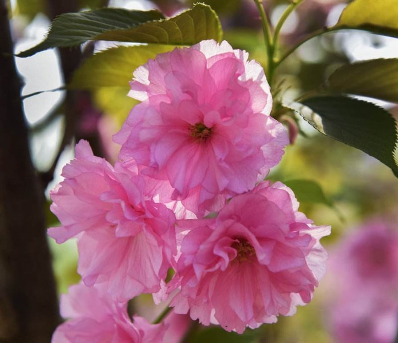 樱花苗樱花树苗日本樱花树苗嫁接早樱晚樱樱花小苗绿化苗当年