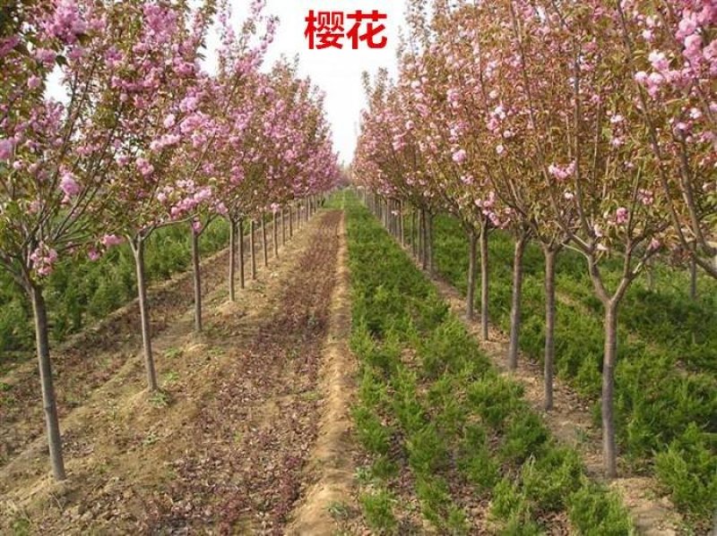 樱花苗樱花树苗日本樱花树苗嫁接早樱晚樱樱花小苗绿化苗当年